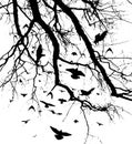 Realistic illustration with silhouettes of three birds - crows or ravens sitting on tree branch without leaves and Royalty Free Stock Photo