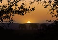 Realistic illustration of silhouettes of three elephants. They go in savanna with saffron grass in africa. Branches of trees with