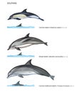 Realistic illustration of 3 species of dolphins