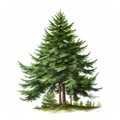 Realistic Illustration Of Three Pine Trees On White Background