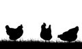 Realistic illustration with three silhouettes of hens on pasture with grass, isolated on white background, vector