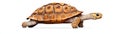 A realistic illustration of a tortoise moving slowly showcasing its textured shell and remarkable features Royalty Free Stock Photo