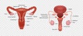 Realistic illustrations of male and female human reproductive systems with organs description isolated on transparent