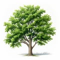 Realistic Illustrations Of Oak Trees: Grandparentcore By Hisui Sugiura