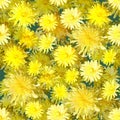 Yellow dandelion flowers seamless background