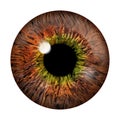 Realistic image of an eye. Iris, cornea, retina with luminous flash. Brown eye. 3d illustration