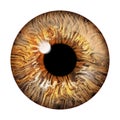 Realistic image of an eye. Iris, cornea, retina with luminous flash. Brown eye. 3d illustration