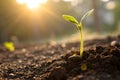 A realistic image of a seed sprouting from the ground, pushing through the soil and representing the growth Royalty Free Stock Photo