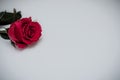 A realistic image of a single red rose on a plain gray and white background with vignetting. Copy space