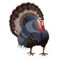 Realistic image turkey