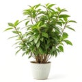 Realistic indoor plant for interior decoration