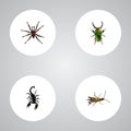 Realistic Insect, Arachnid, Poisonous And Other Vector Elements. Set Of Insect Realistic Symbols Also Includes Locust