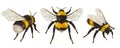 Realistic Insect Bee Set