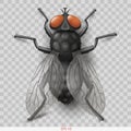 Realistic insect fly in vector insect fly