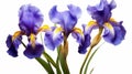 Realistic Iris Flowers On White Background - High Resolution Uhd Image Royalty Free Stock Photo