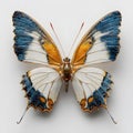 Realistic isolated butterfly, spring colored butterfly, insect isolated on transparent background Royalty Free Stock Photo
