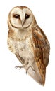 tawny owl watercolor realistic image isolated
