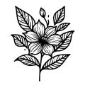 Hand drawn black and white jasmine flowers coloring pages for kids, jasmine flower vector stock Royalty Free Stock Photo