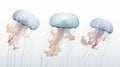 Realistic Jellyfish Art: Exploring Three Unique Species