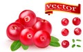 Realistic juicy ripe red berries of cranberries with green leaves on a white background. 3d realistic vector of high detail