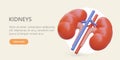 Realistic kidneys with veins on arteries. Internal organs of human genitourinary system