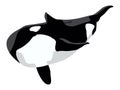 Realistic killer whale Orcinus orca. Aquatic animals of the Arctic and Antarctic regions.