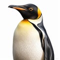 Realistic King Penguin Illustration In Detailed Daz3d Style