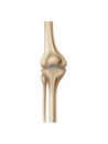 Realistic Knee Bone
