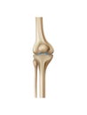 Realistic Knee Bone Royalty Free Stock Photo