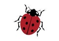 Realistic ladybird icon vector