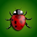 Realistic ladybug