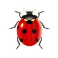 Realistic ladybug on a white background, ladybird for design and decoration. Vector