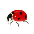 Realistic ladybug on a white background, ladybird for design and decoration. Vector