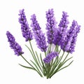 Realistic Lavender Clipart On White Background