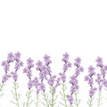 Realistic lavender flower illustration