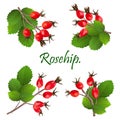 Branch with Rosehip or Dog rose, medicinal herb. Bunch with leaves isolated on white background. wild rose for design