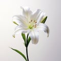 Realistic Lighting: Beautiful White Lily Flower On Gray Background