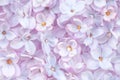 Realistic lilac flower bed backdrop. Floral top view. Bunch of violet, purple flowers.