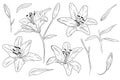 Realistic lilies. Flowers, leaves and branches. Hand drawn vector illustration. Monochrome black and white ink sketch Royalty Free Stock Photo