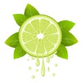 Realistic lime slice with leaves and drops of juice. Juicy fruit. Fresh citrus design on white vector illustration Royalty Free Stock Photo