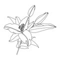Realistic linear drawing of lilly flower with leaves and buds, black graphics on white background