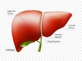 Realistic liver anatomy structure. Vector hepatic system organ, digestive gallbladder organ. Human liver for medical drugs,