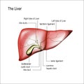 Realistic liver and gallbladder with annotations