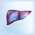 Realistic liver and gallbladder on light blue isolated