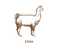 Realistic llama hand drawn vector