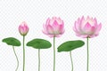 Realistic lotus. Pink water flower. Blooming pink lotus with leaves. Vector isolated set