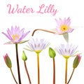 Realistic lotus water lilly vector on isolated background.