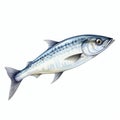 Realistic Mackerel Illustration On White Background