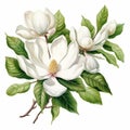 Realistic Magnolia Flower Branch Clip Art With Green Leaves