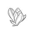 Realistic magnolia flower bud with leaf in black isolated on white background. Hand drawn vector sketch illustration in doodle Royalty Free Stock Photo